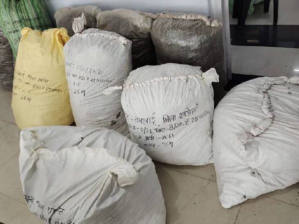 रीवा आ रहा 7 क्चिंटल गांजा शहडोल पुलिस ने पकड़ा, 12 तस्कर गिरफ्तार, ट्रक, कार और नकदी जब्त